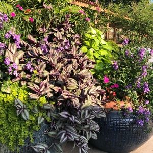 Meet your Posher, Denise